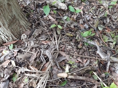 Drymarchon melanurus