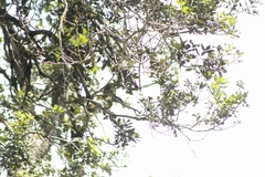 Eugenes fulgens