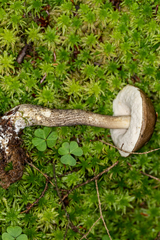 Leccinum snellii