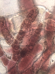 Callithamnion tetricum