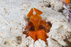 Lysiosquilloides mapia