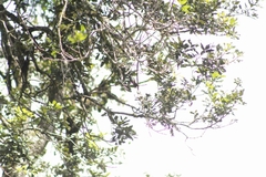 Eugenes fulgens