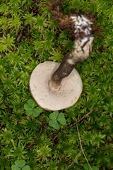 Leccinum snellii