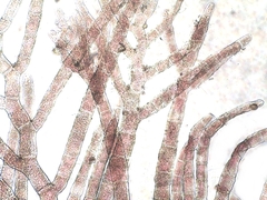 Callithamnion tetricum