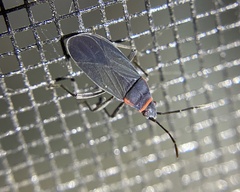 Melacoryphus rubicollis