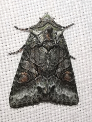 Dryobotodes carbonis