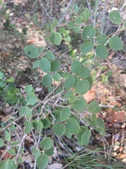 Forestiera reticulata