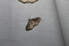 Palpita