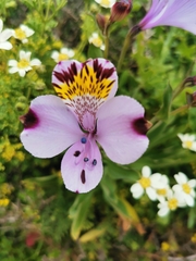 Alstroemeria pulchra