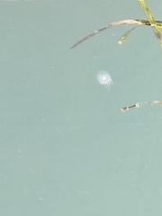 Polyorchis penicillatus