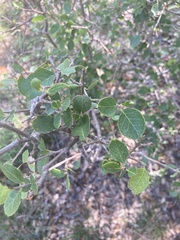 Forestiera reticulata