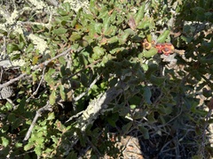 Disholcaspis prehensa