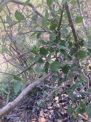 Forestiera reticulata