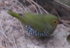 Mandingoa nitidula nitidula