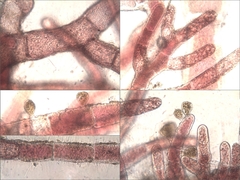 Callithamnion tetricum