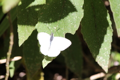 Hesperocharis