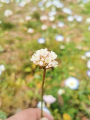 Armeria