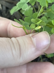 Oxalis stricta