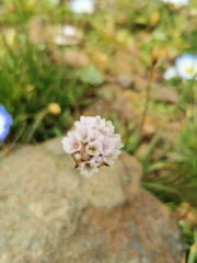 Armeria