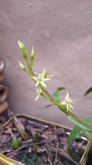 Prosthechea grammatoglossa