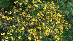 Rudbeckia triloba