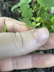 Oxalis stricta