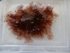 Callithamnion tetricum