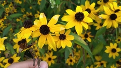 Rudbeckia triloba