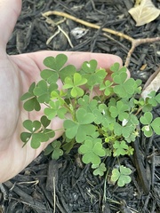 Oxalis stricta