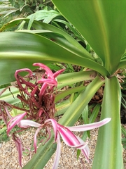 Crinum × amabile