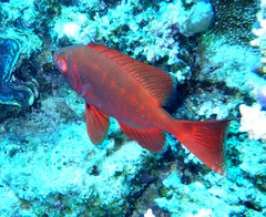 Priacanthus