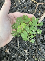 Oxalis stricta