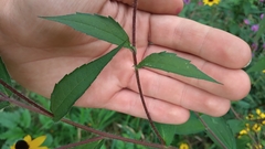 Rudbeckia triloba