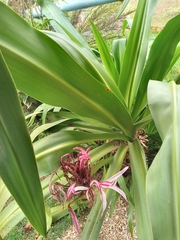 Crinum × amabile