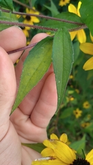 Rudbeckia triloba