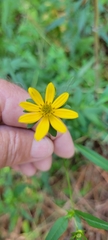 Bidens mitis