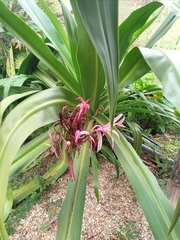 Crinum × amabile