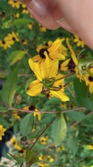 Rudbeckia triloba