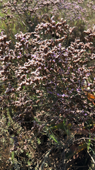 Limonium californicum
