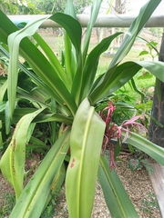 Crinum × amabile