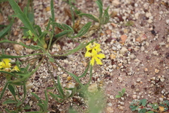 Goodenia fascicularis