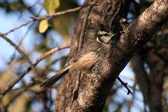 Baeolophus wollweberi