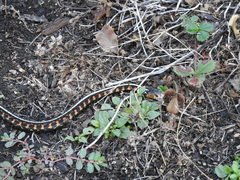 Thamnophis sirtalis concinnus