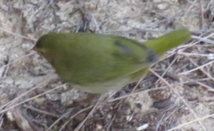 Mandingoa nitidula nitidula