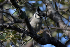 Baeolophus wollweberi