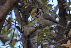Baeolophus wollweberi