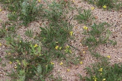 Goodenia fascicularis