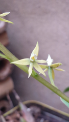 Prosthechea grammatoglossa