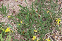 Goodenia fascicularis