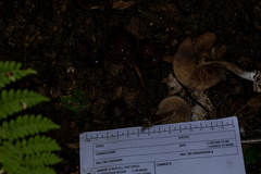 Agrocybe firma